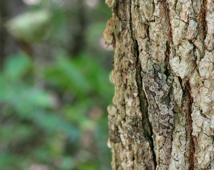 Bird-voiced Treefrog